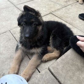 German Shepherd (Alsatian) - Dogs