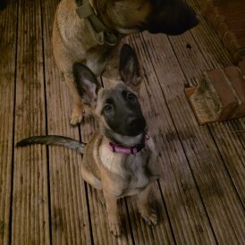 German Shepherd (Alsatian) - Both