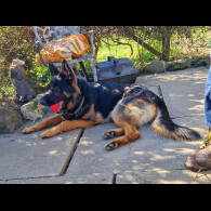 German Shepherd (Alsatian)