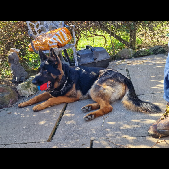 German Shepherd (Alsatian)