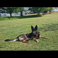 German Shepherd (Alsatian)