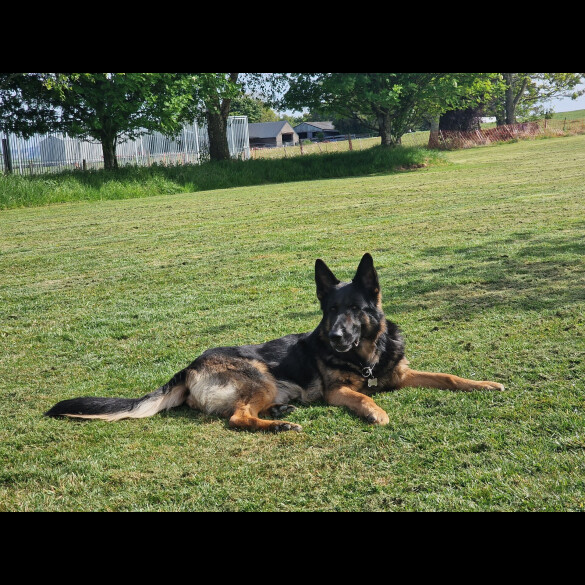 German Shepherd (Alsatian)