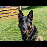 German Shepherd (Alsatian)