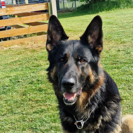 German Shepherd (Alsatian)