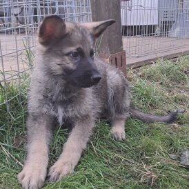German Shepherd (Alsatian) - Both