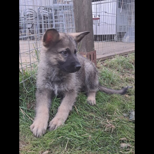 German Shepherd (Alsatian) - Both