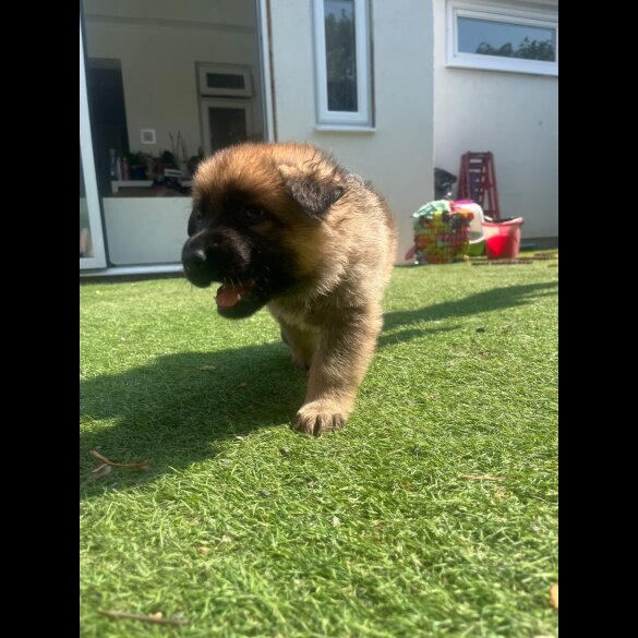 German Shepherd (Alsatian) - Both