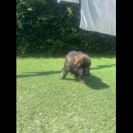 German Shepherd (Alsatian) - Both
