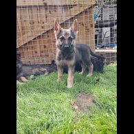 German Shepherd (Alsatian) - Both