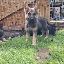 German Shepherd (Alsatian) - Both