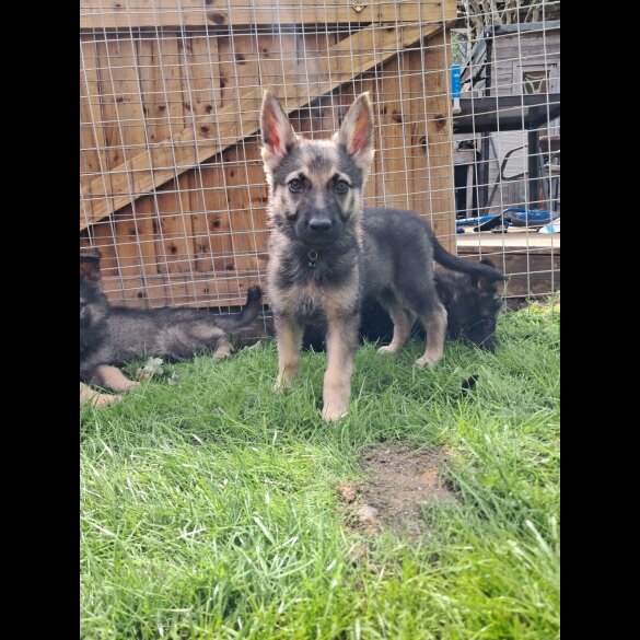 German Shepherd (Alsatian) - Both