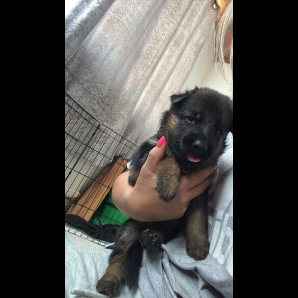 German Shepherd (Alsatian) - Both