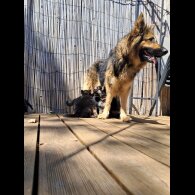 German Shepherd (Alsatian) - Both