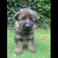 German Shepherd (Alsatian) - Both