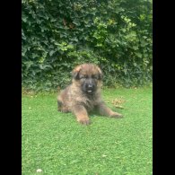 German Shepherd (Alsatian) - Both