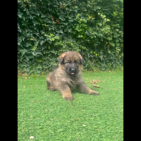 German Shepherd (Alsatian) - Both