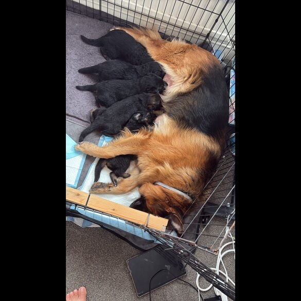 German Shepherd (Alsatian) - Both