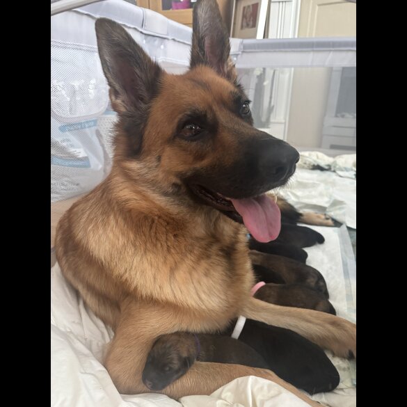 German Shepherd (Alsatian) - Both