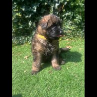 German Shepherd (Alsatian) - Both