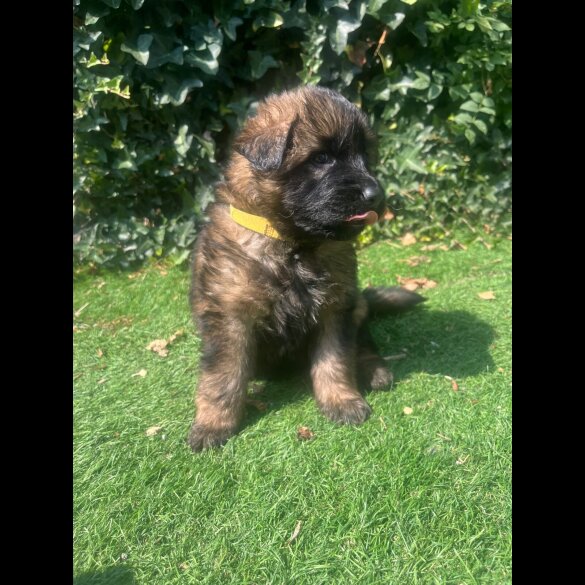 German Shepherd (Alsatian) - Both