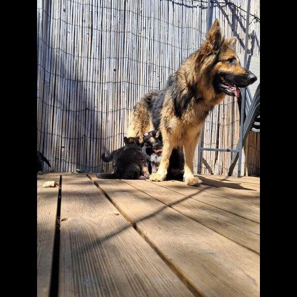 German Shepherd (Alsatian) - Both