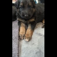 German Shepherd (Alsatian) - Both