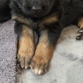 German Shepherd (Alsatian) - Both