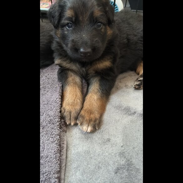 German Shepherd (Alsatian) - Both