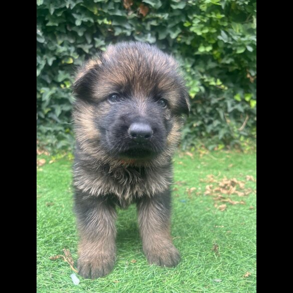 German Shepherd (Alsatian) - Both