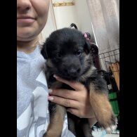 German Shepherd (Alsatian) - Both