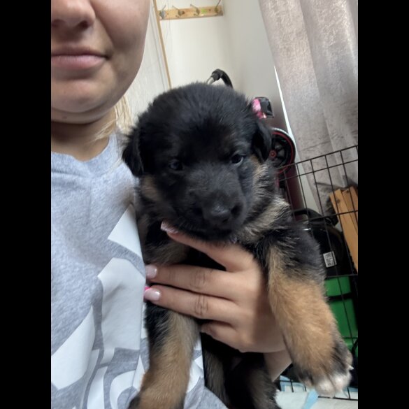 German Shepherd (Alsatian) - Both