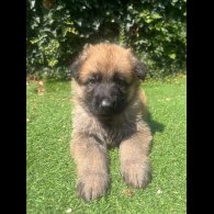 German Shepherd (Alsatian) - Both