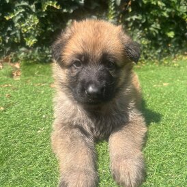 German Shepherd (Alsatian) - Both