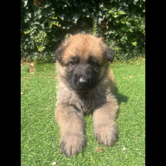 German Shepherd (Alsatian) - Both