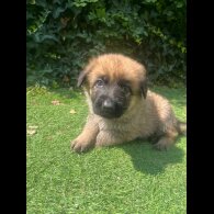 German Shepherd (Alsatian) - Both