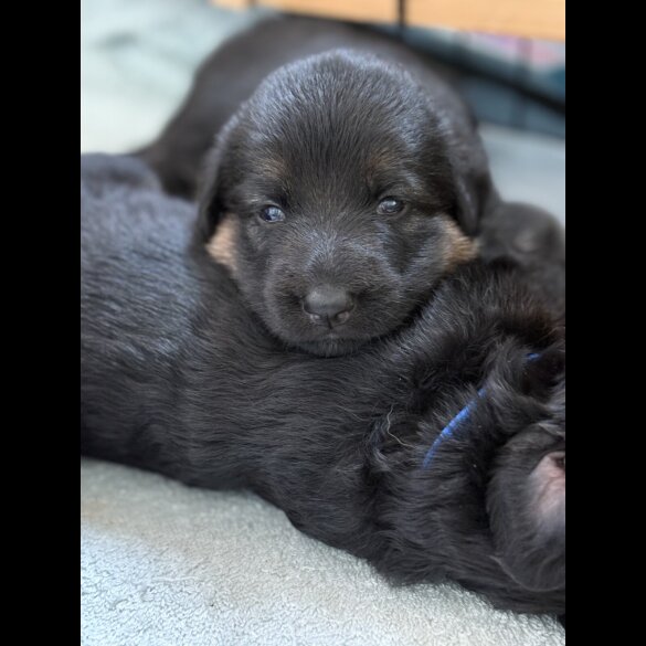 German Shepherd (Alsatian) - Both
