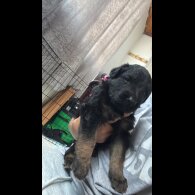 German Shepherd (Alsatian) - Both