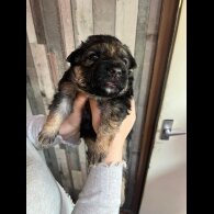 German Shepherd (Alsatian) - Both