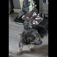German Shepherd (Alsatian) - Both