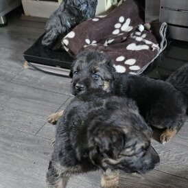 German Shepherd (Alsatian) - Both