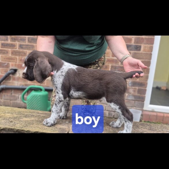 German Pointer - Both