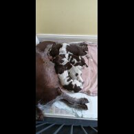 German Pointer - Both