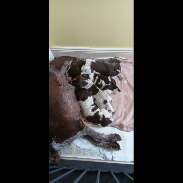 German Pointer - Both
