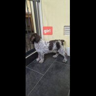 German Pointer - Both
