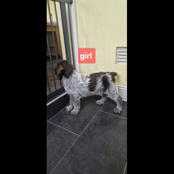 German Pointer - Both