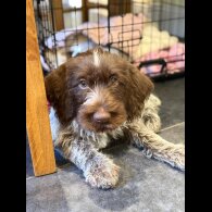 German Pointer - Both