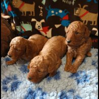 Labradoodle - Dogs