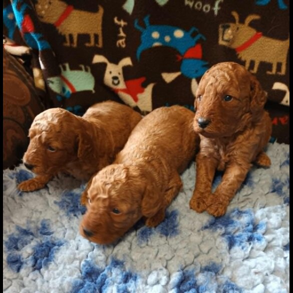 Labradoodle - Dogs