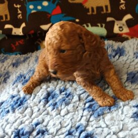 Labradoodle - Dogs