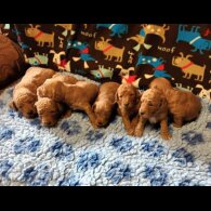 Labradoodle - Dogs